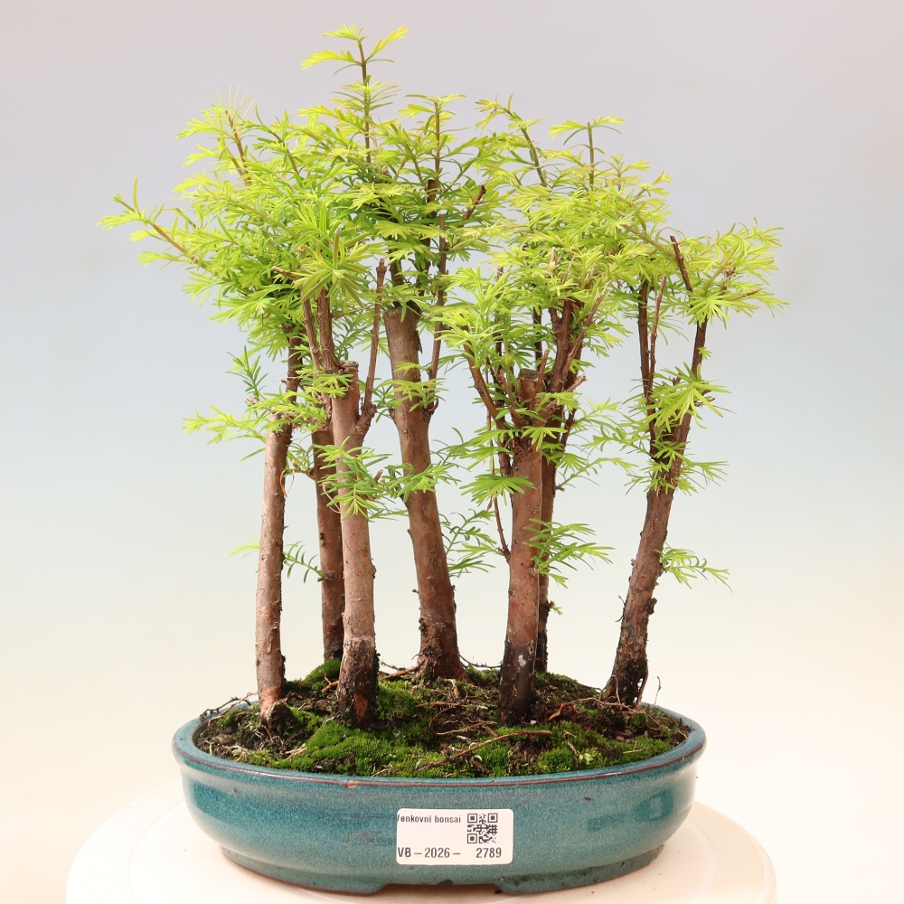 Bonsai da esterno - Metasequoia glyptostroboides - Metasequoia cinese - boschetto