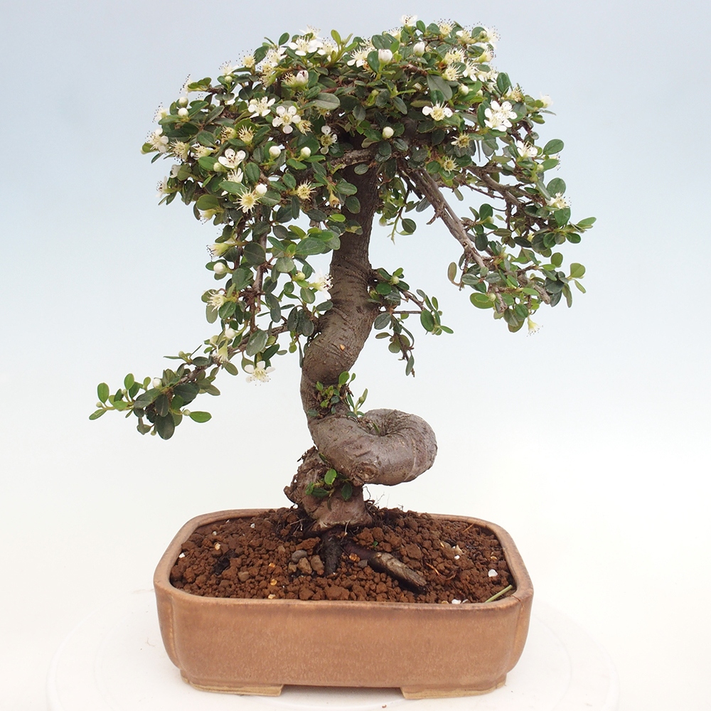 Bonsai da esterno - Cotoneaster dammeri - Roccia di Damer