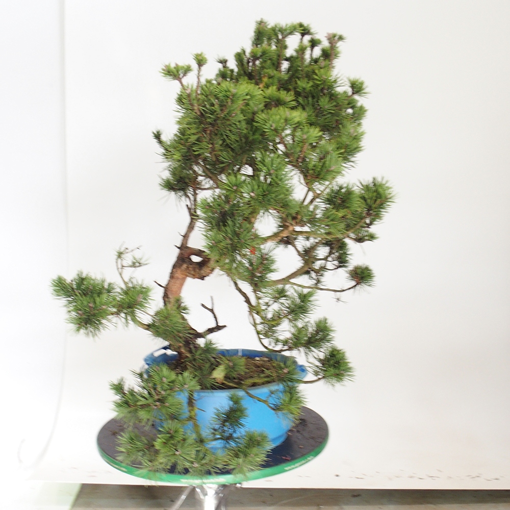Yamadori - Pinus sylvestris Spagna