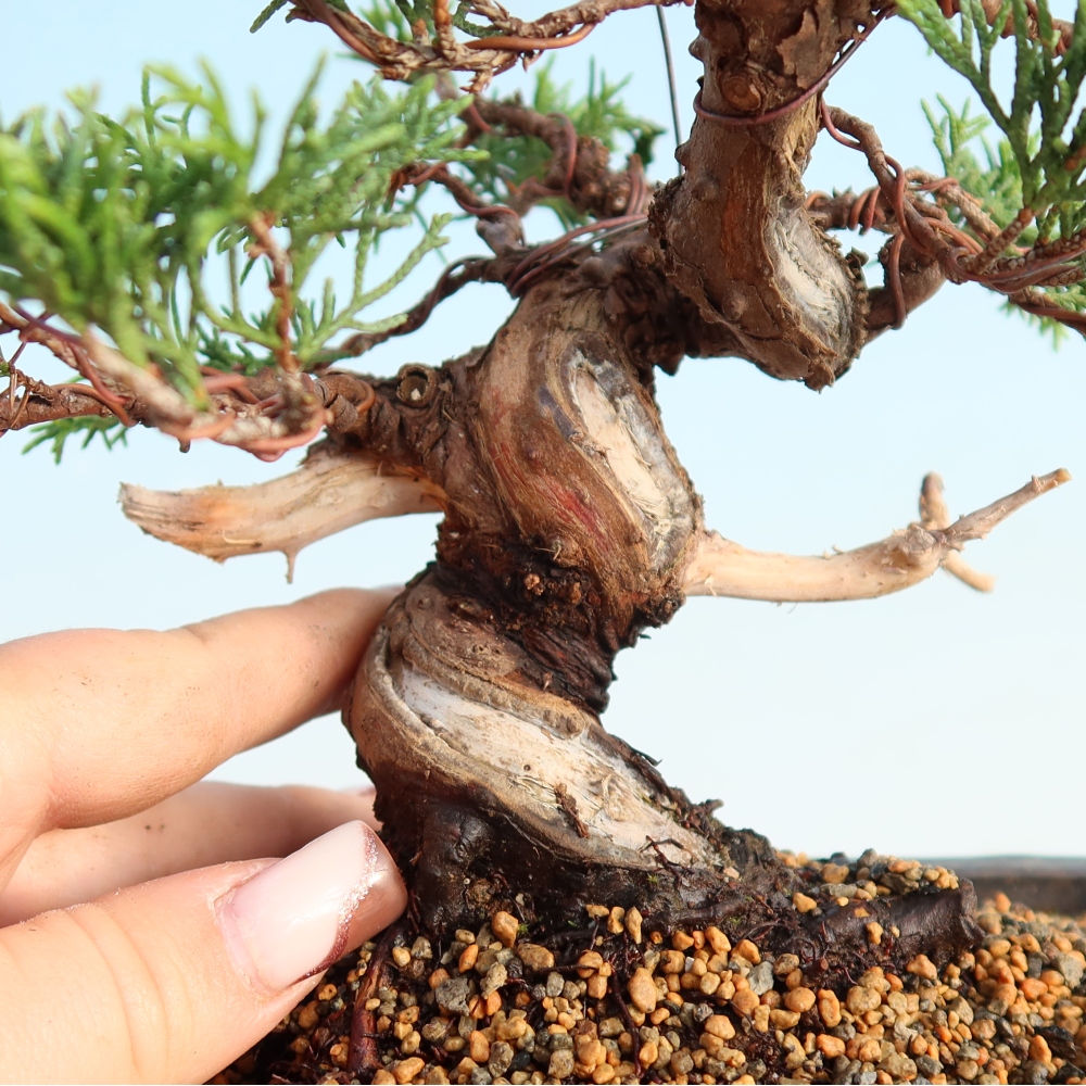Bonsai da esterno - Juniperus chinensis Itoigawa