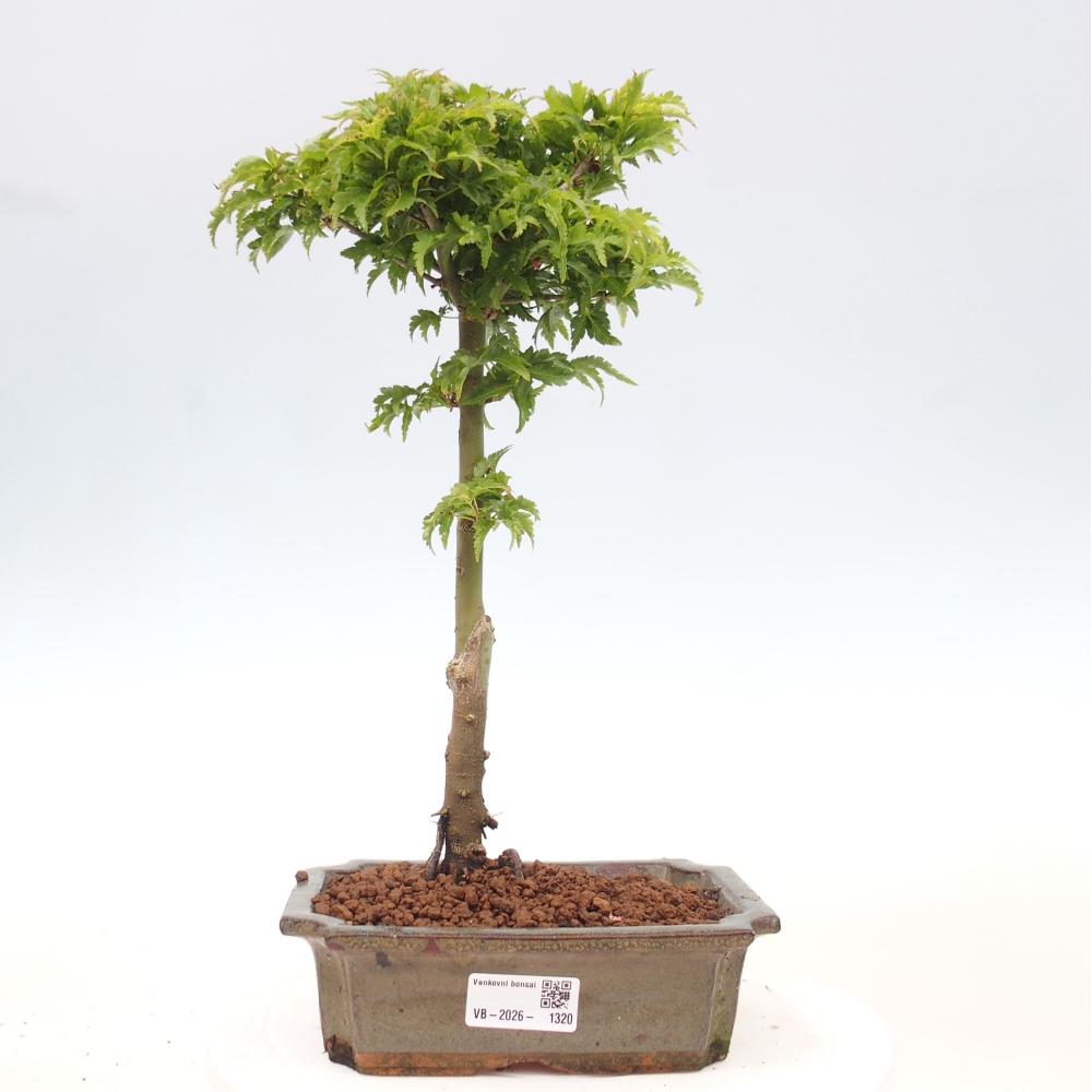 Bonsai da esterno -Palma di Giava Acer palmatum Shishigashira