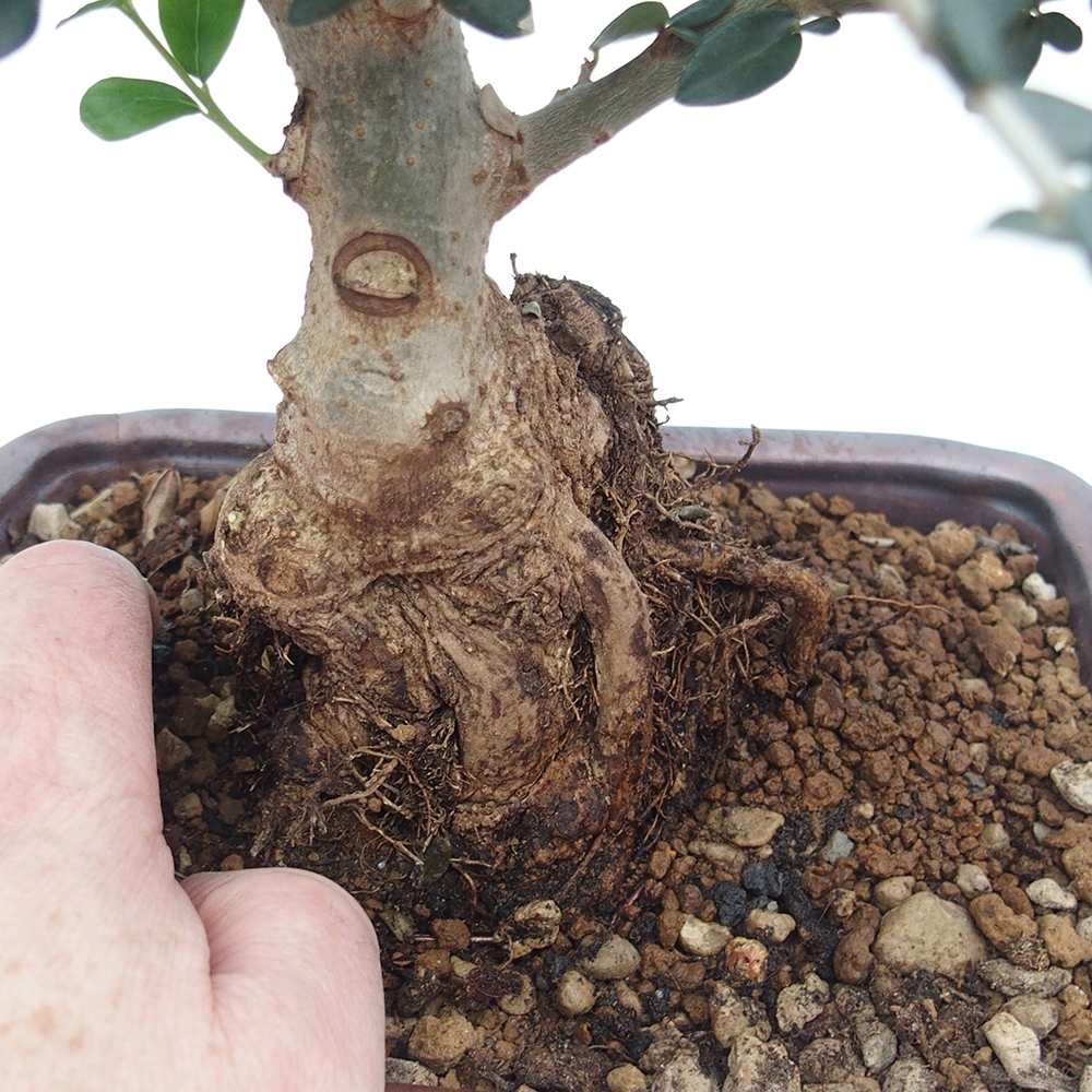 Bonsai da interno - Olea europaea sylvestris