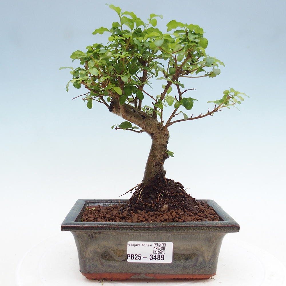Camera bonsai -Ligustrum chinensis - Becco d'uccello