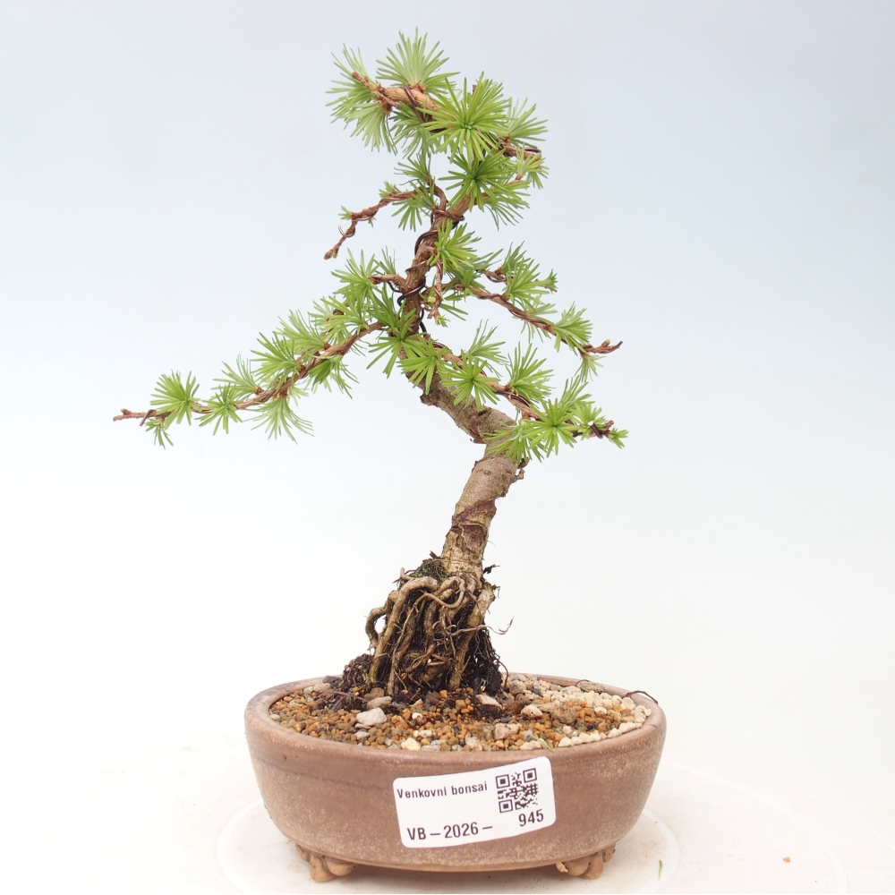 Bonsai da esterno - Larix Kaempferi - Larice giapponese