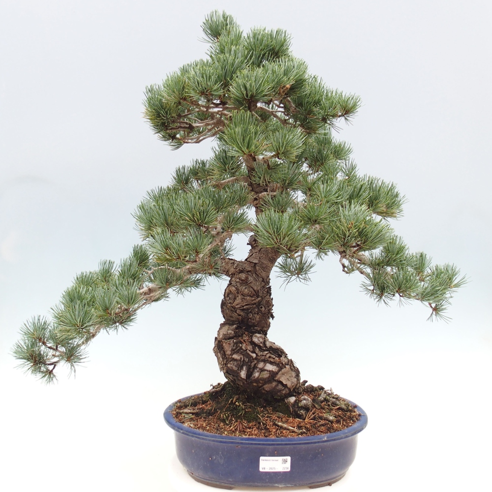 Bonsai da esterno - Pinus parviflora - Pinus parviflora