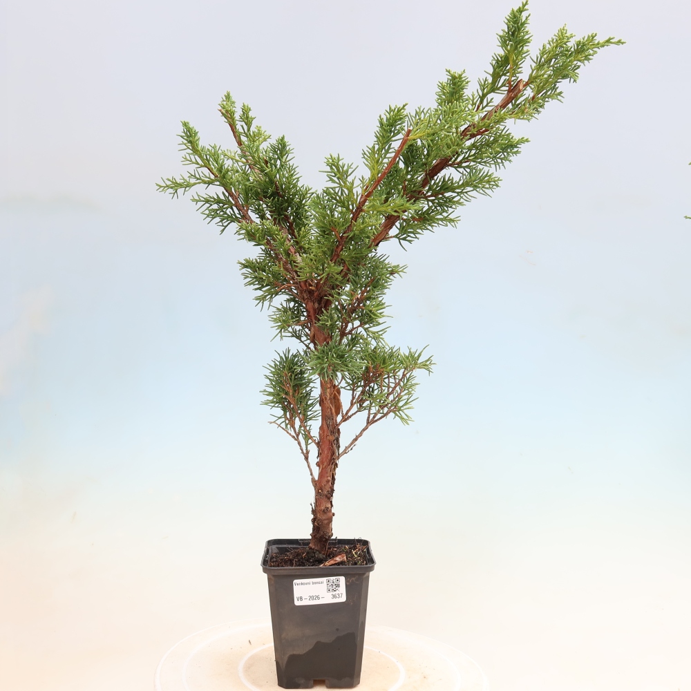 Bonsai da esterno - Juniperus chinensis Kishu