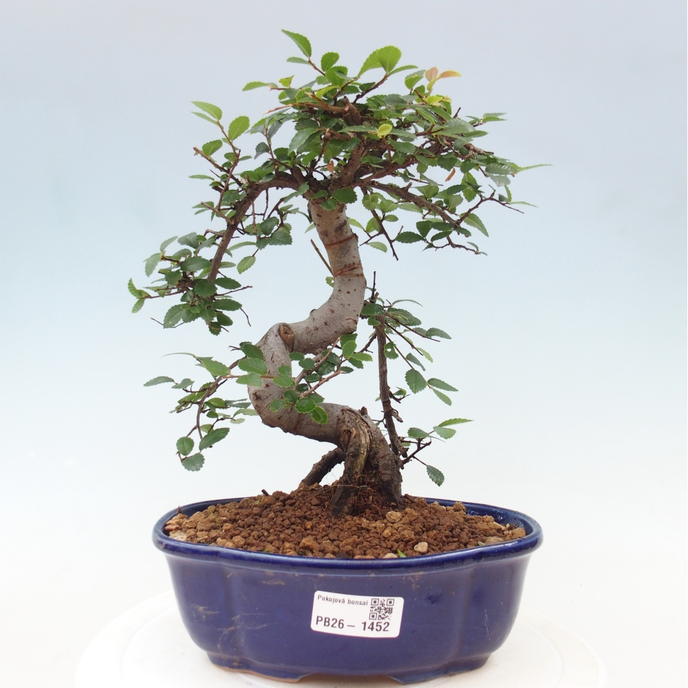 Camera bonsai - Ulmus parvifolia - Olmo a foglie piccole