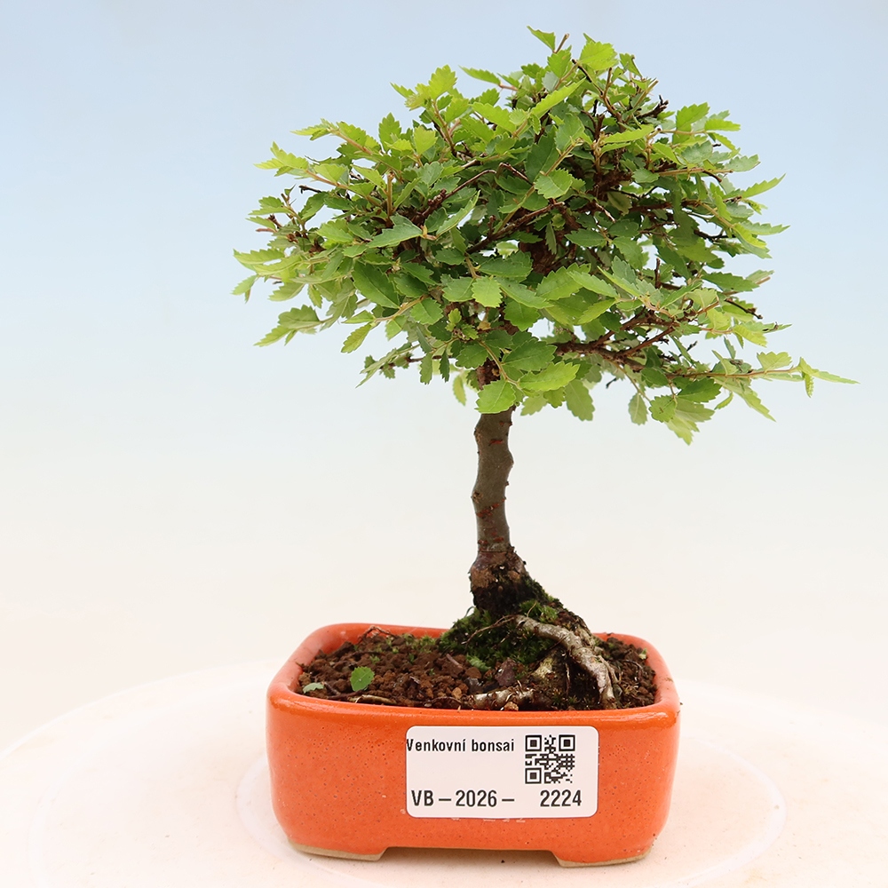 Bonsai da esterno - Ulmus parvifolia Sagei - Olmo a foglie piccole