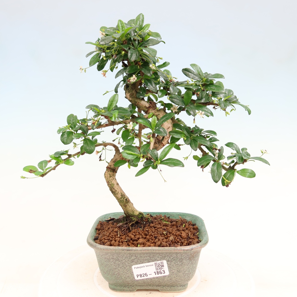 Camera bonsai - Carmona macrophylla - Tea fuki
