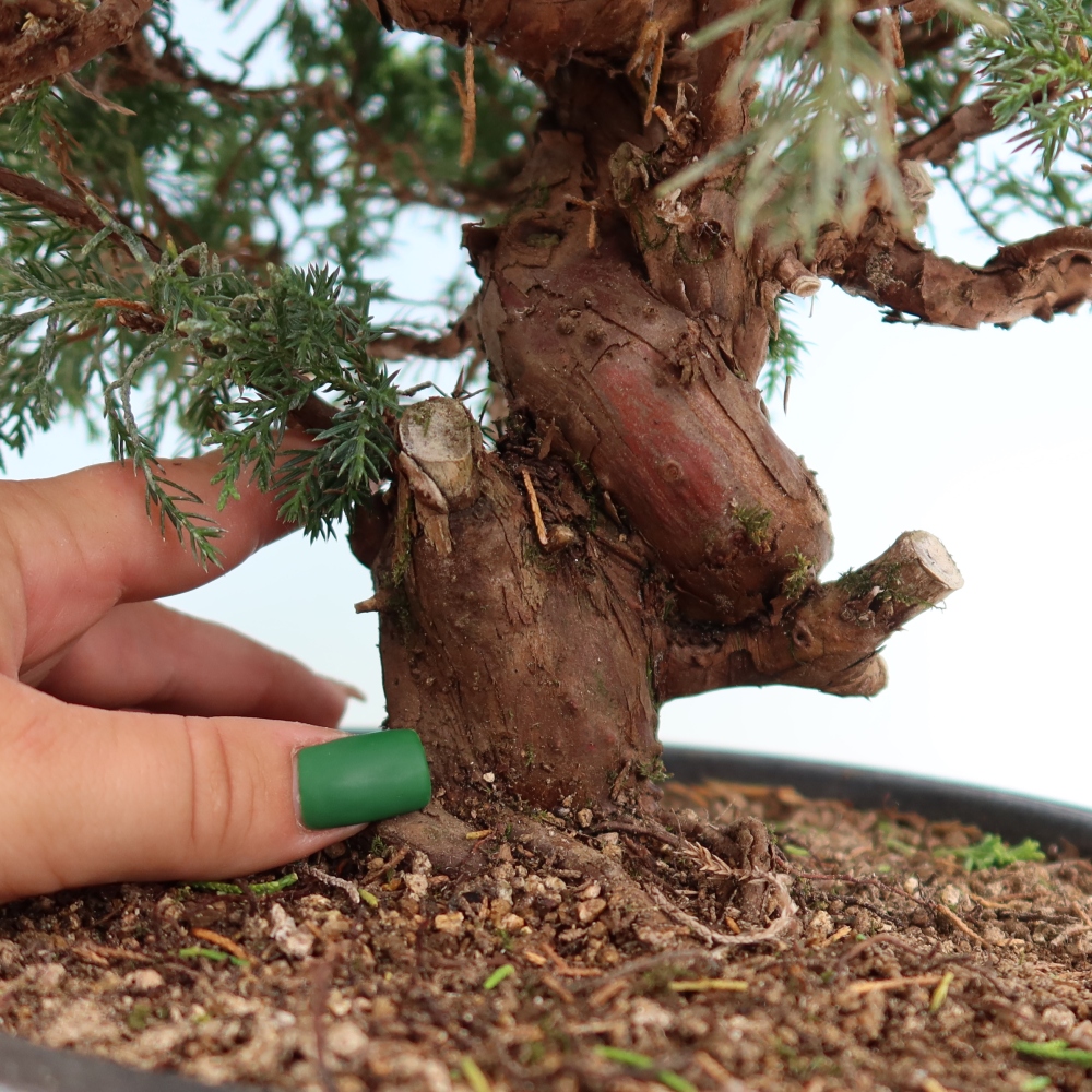 Bonsai da esterno - Juniperus chinensis Itoigawa-Juniperus chinensis