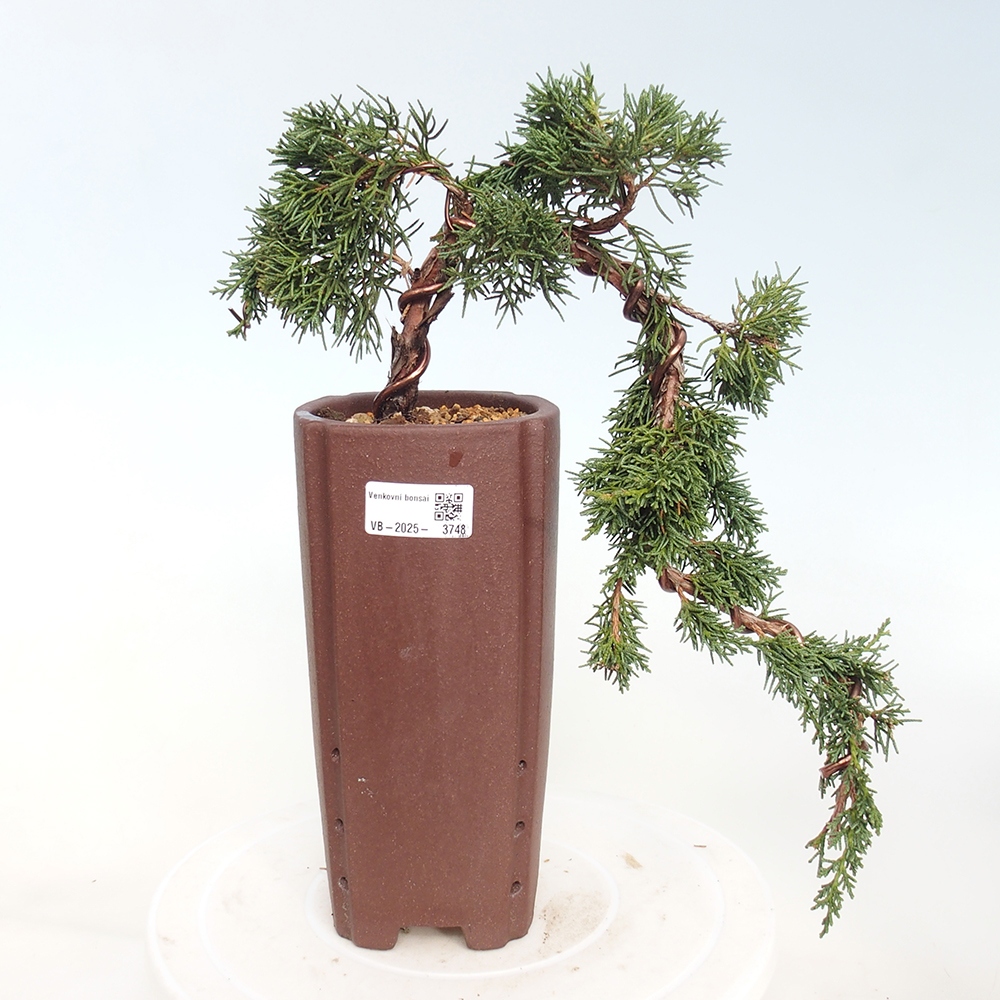 Bonsai da esterno - Juniperus chinensis Kishu