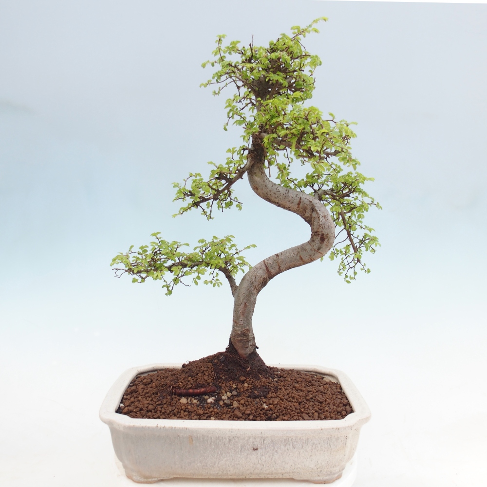 Camera bonsai - Ulmus parvifolia - Olmo a foglie piccole