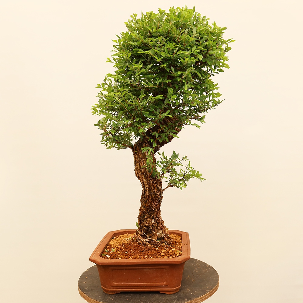 Bonsai da esterno - Zelkova - Zelkova NIRE
