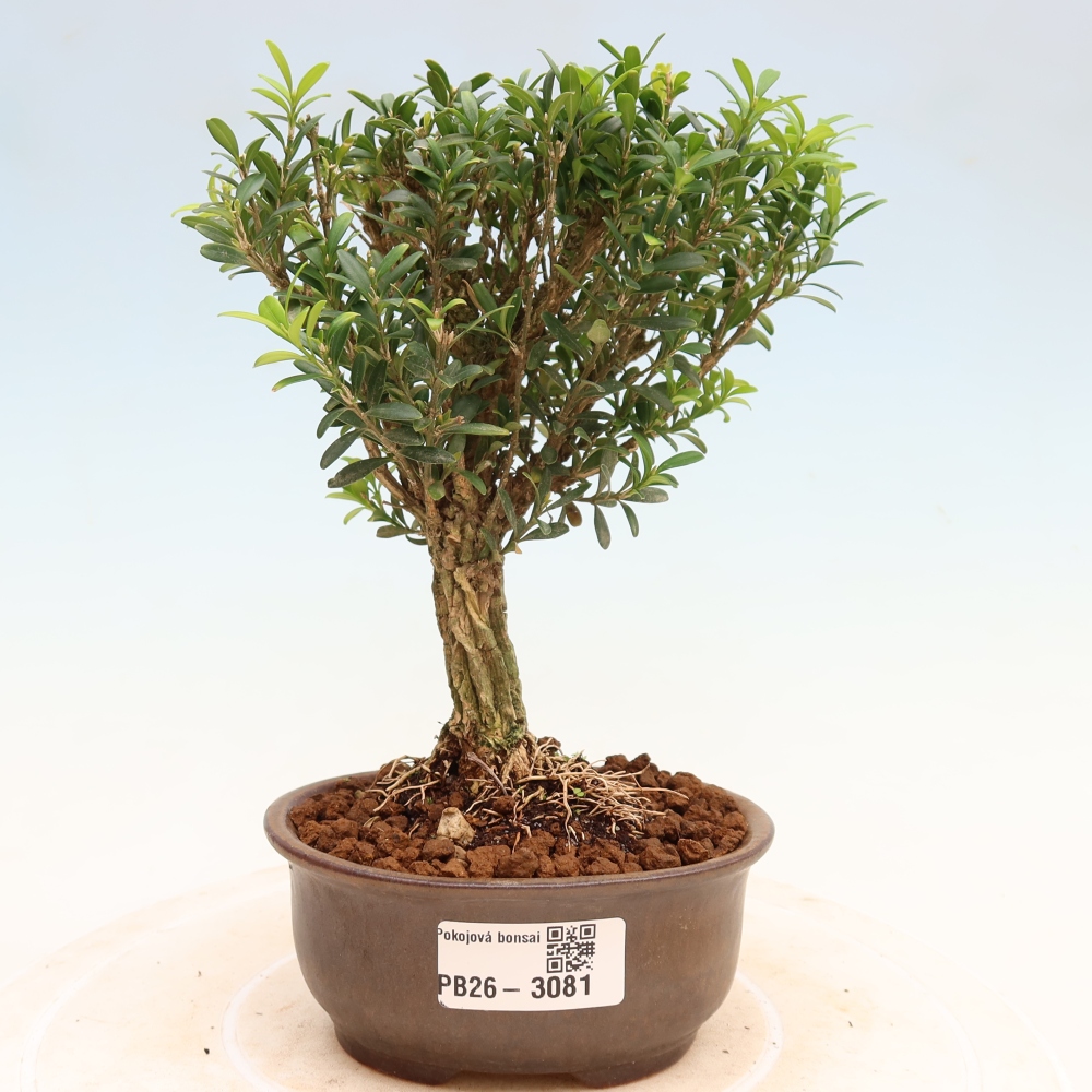 Camera bonsai - Buxus harlandii - buxus da sughero