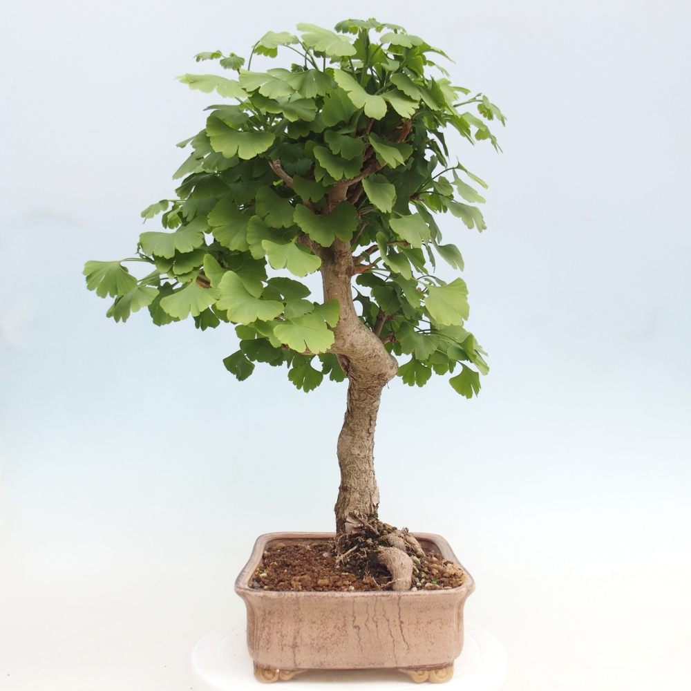 Bonsai da esterno - Ginkgo biloba - Ginkgo biloba