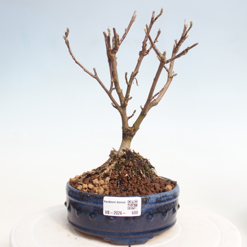 Bonsai da esterno - Magnolia stellata