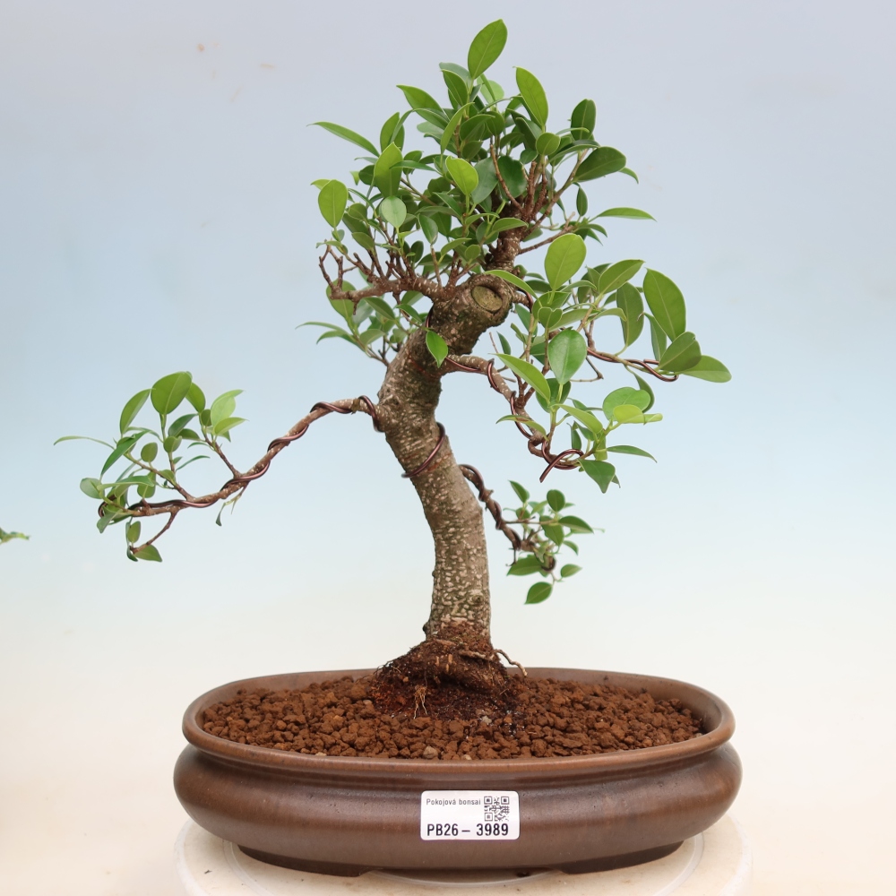Camera bonsai - Ficus kimmen - ficus a foglie piccole