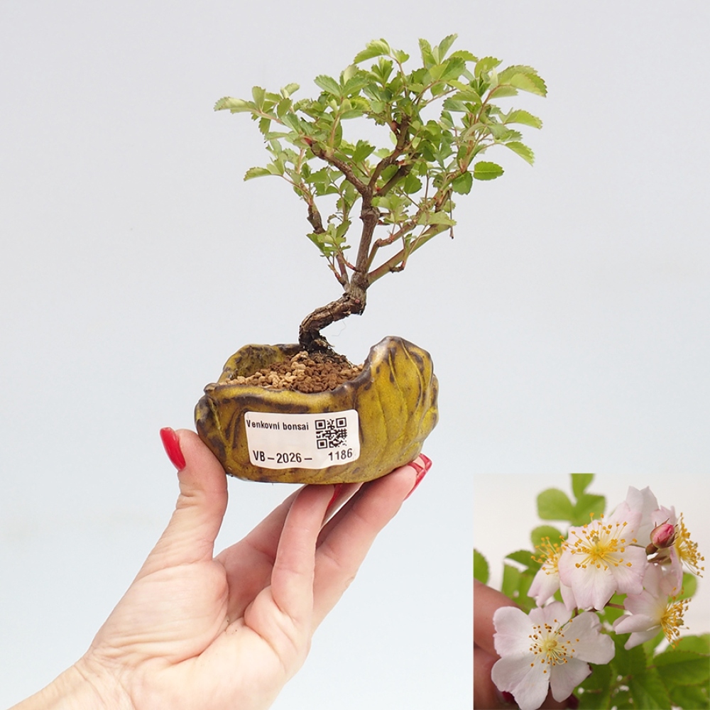 Bonsai da esterno - Rosa sp. - rosa a fiore piccolo