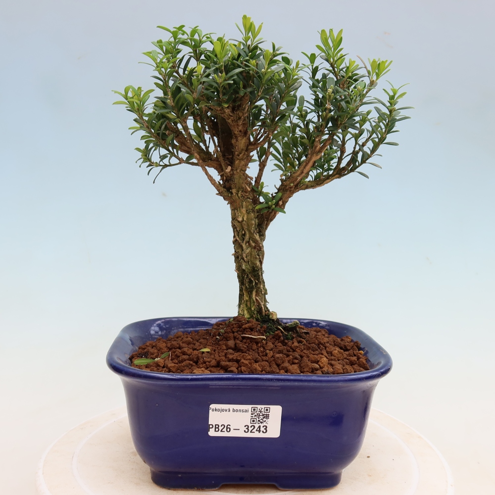 Camera bonsai - Buxus harlandii - buxus da sughero