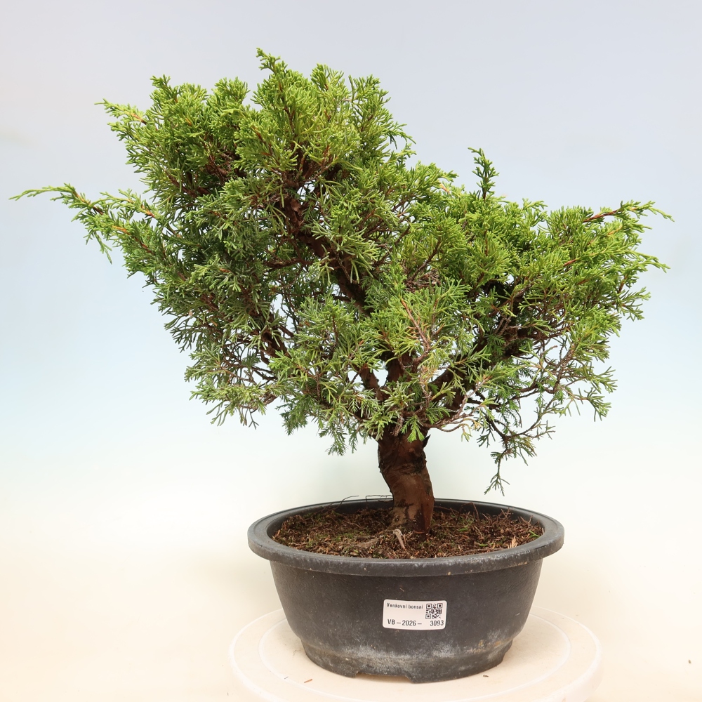 Bonsai da esterno - Juniperus chinensis Itoigawa-Juniperus chinensis