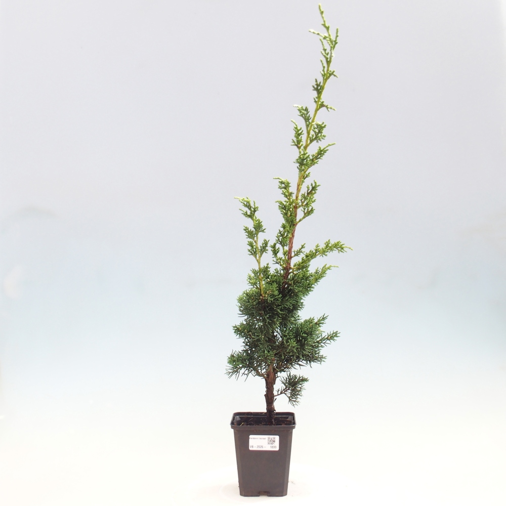 Bonsai da esterno - Juniperus chinensis Kishu