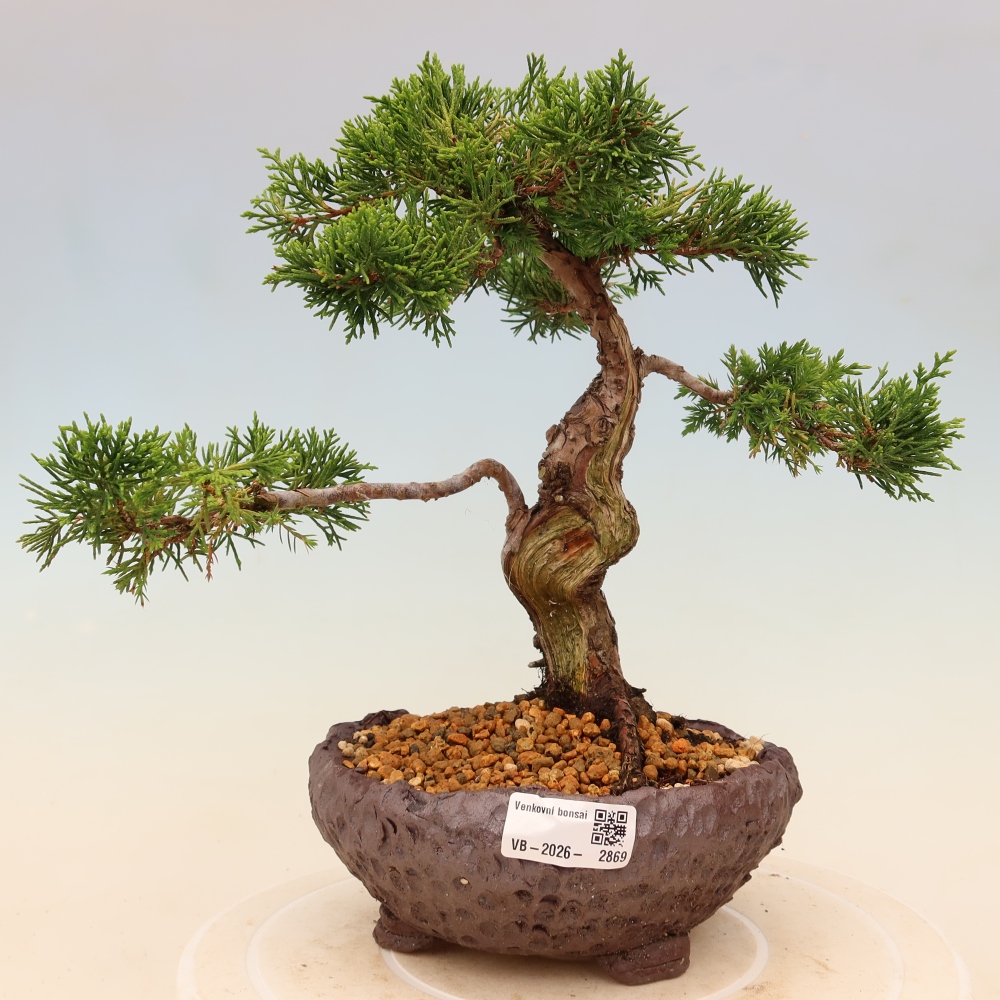 Bonsai da esterno - Juniperus chinensis Itoigawa