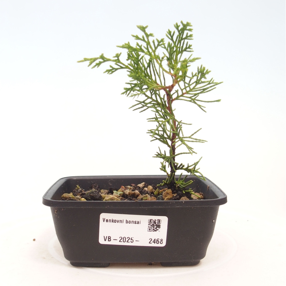 Bonsai da esterno - Juniperus chinensis Itoigawa