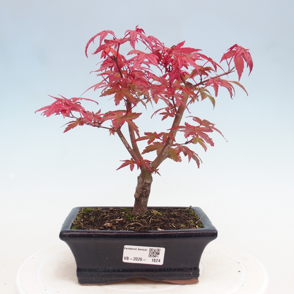 Bonsai da esterno - Acer palmatum DESHOJO