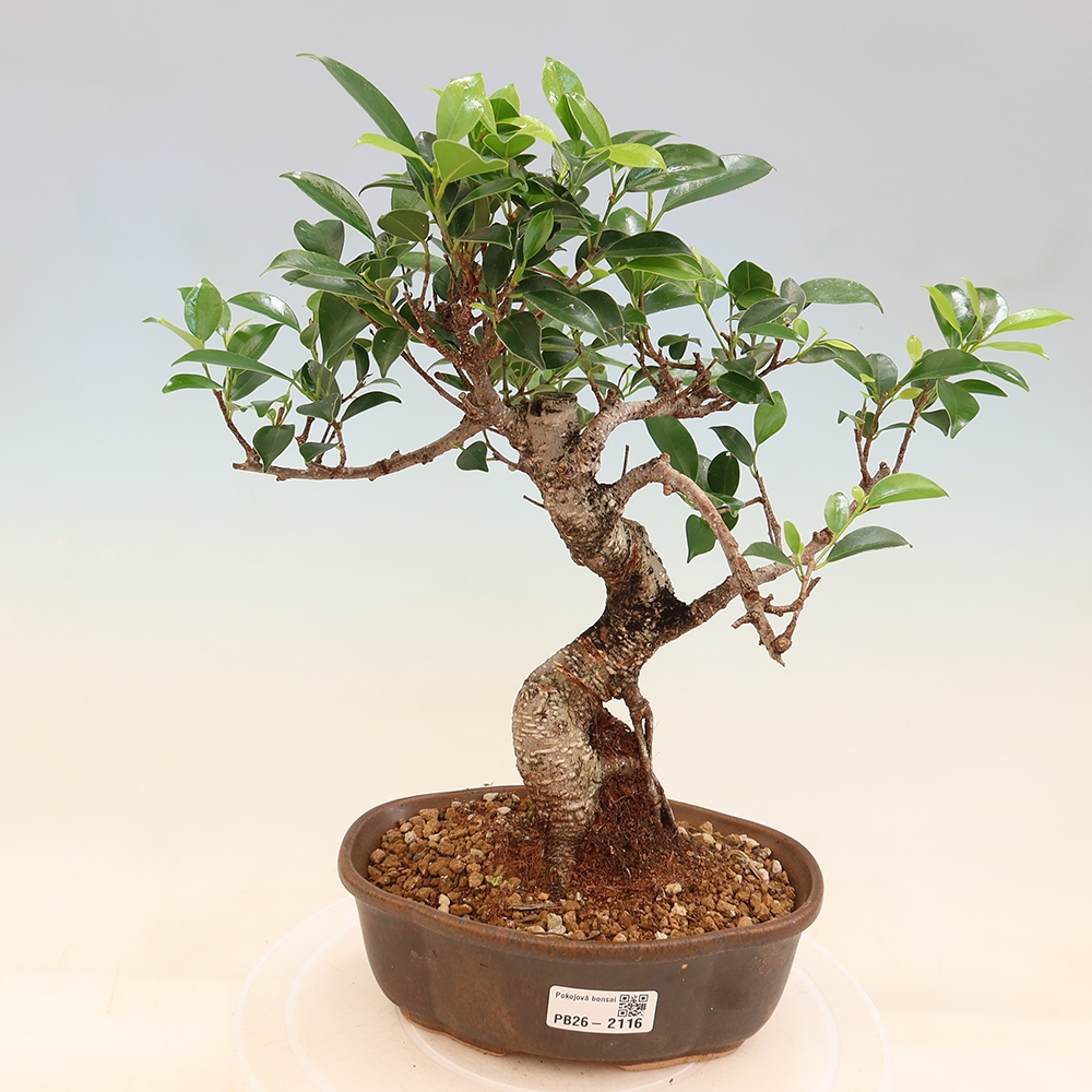 Camera bonsai - Ficus retusa - ficus a foglie piccole