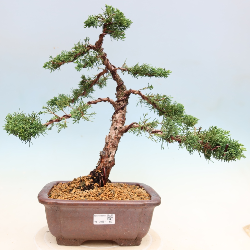 Bonsai da esterno - Juniperus chinensis Kishu