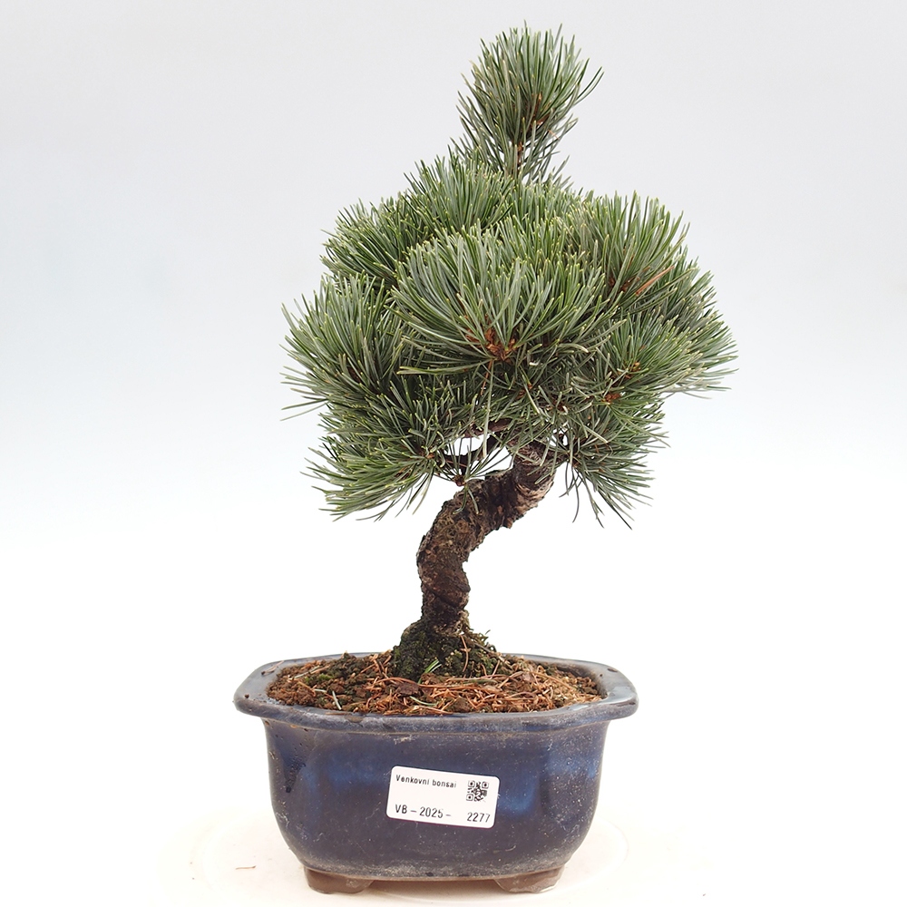 Bonsai da esterno - Pinus parviflora - Pinus parviflora