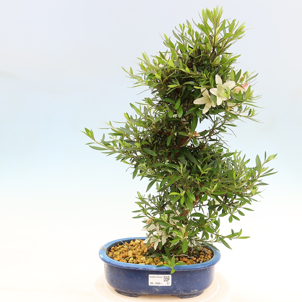 Bonsai da esterno - Azalea giapponese - Azalea Hakurin
