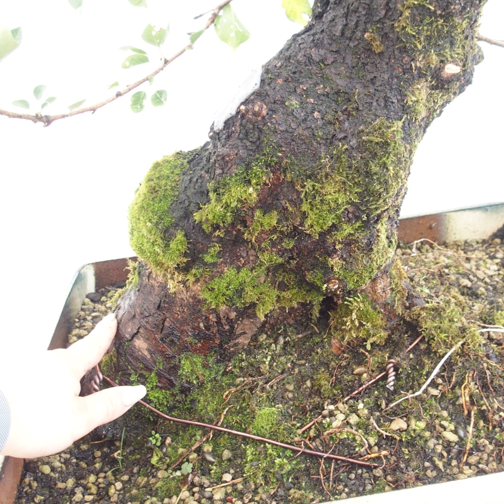 Bonsai da esterno - Mahalebka - Prunus mahaleb
