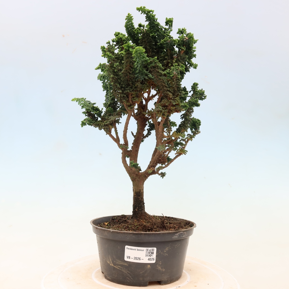 Bonsai da esterno - Cham. obtusa SEKKA HINOKI - Cipresso