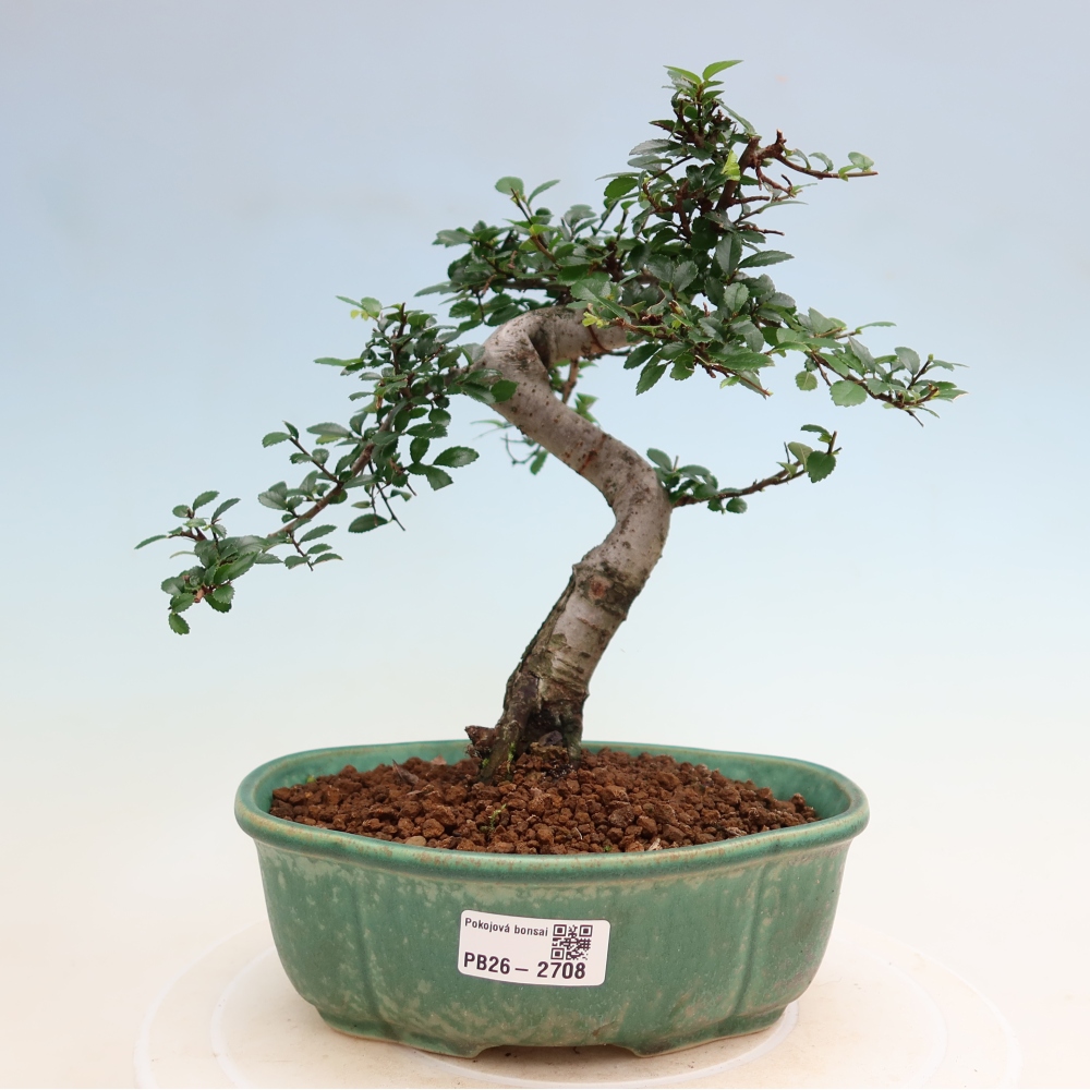 Camera bonsai - Ulmus parvifolia - Olmo a foglie piccole