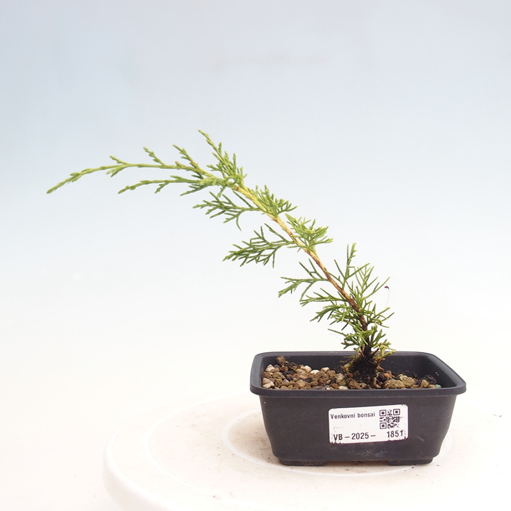 Bonsai da esterno - Juniperus chinensis Itoigawa