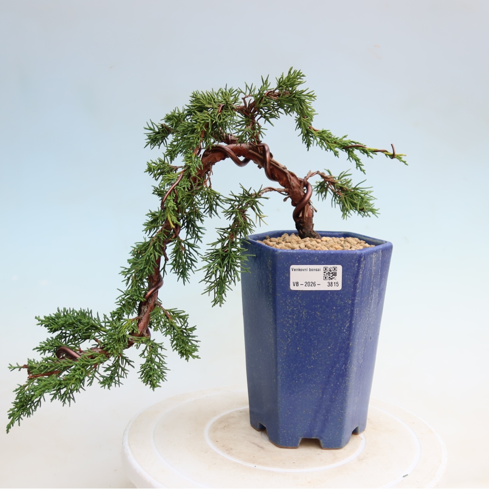 Bonsai da esterno - Juniperus chinensis Kishu