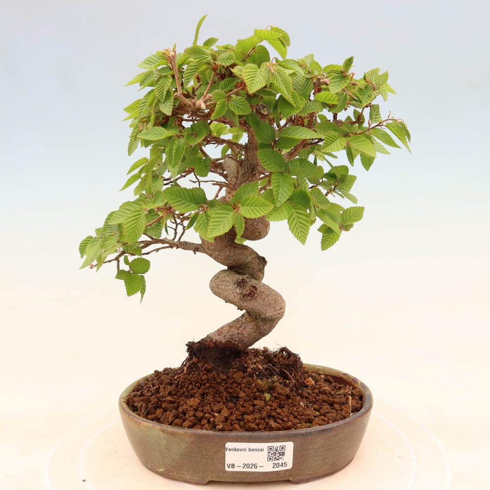 Bonsai da esterno -Carpinus Coreana - Carpino coreano