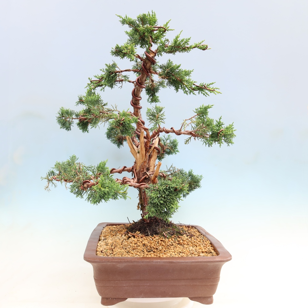 Bonsai da esterno - Juniperus chinensis Kishu