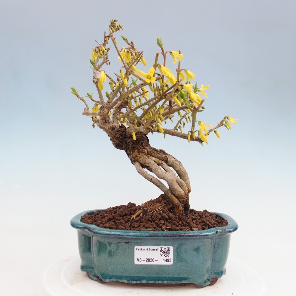 Bonsai da esterno - Zlatice - Forsythia koreana