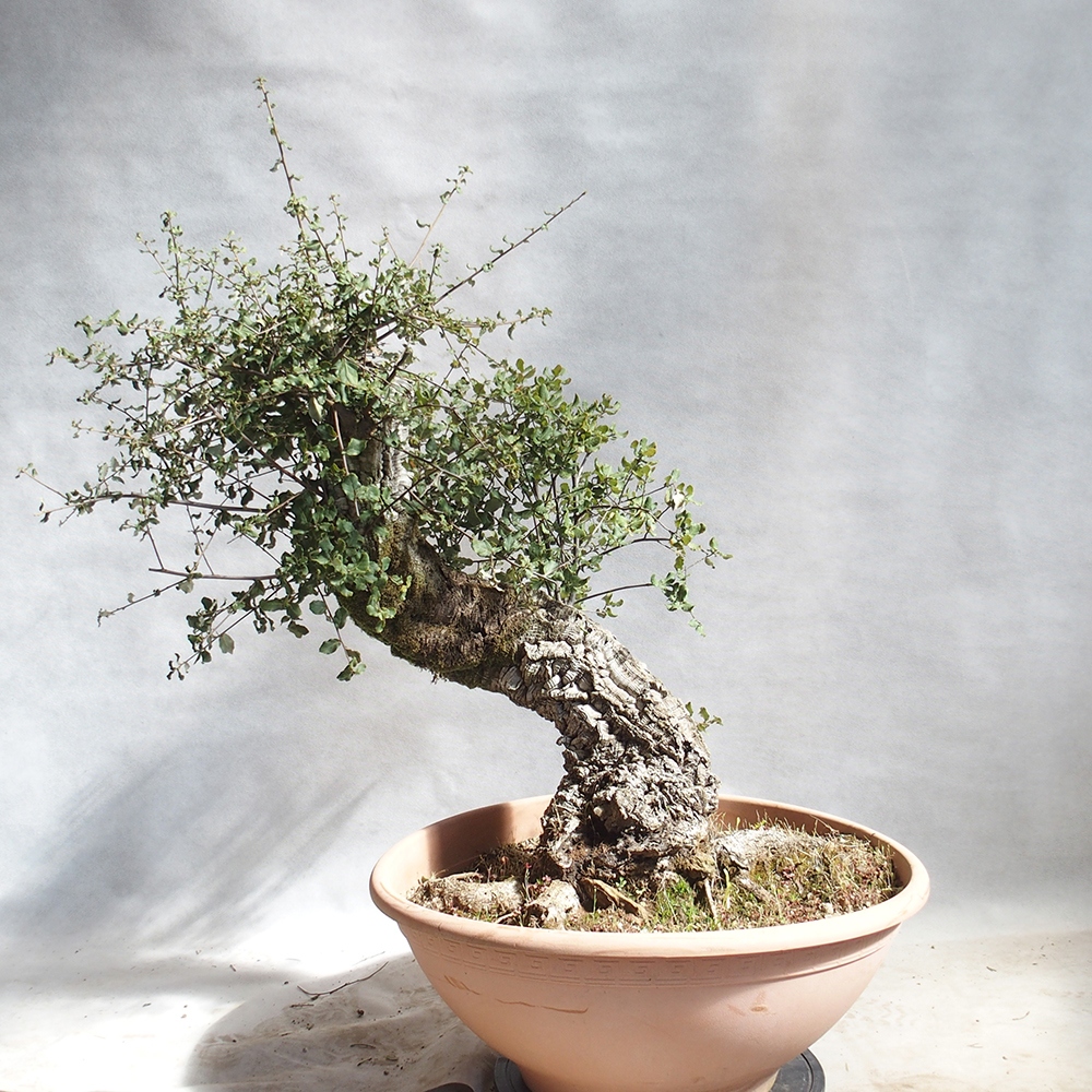 bonsai da esterno Quercus suber - Quercia da sughero