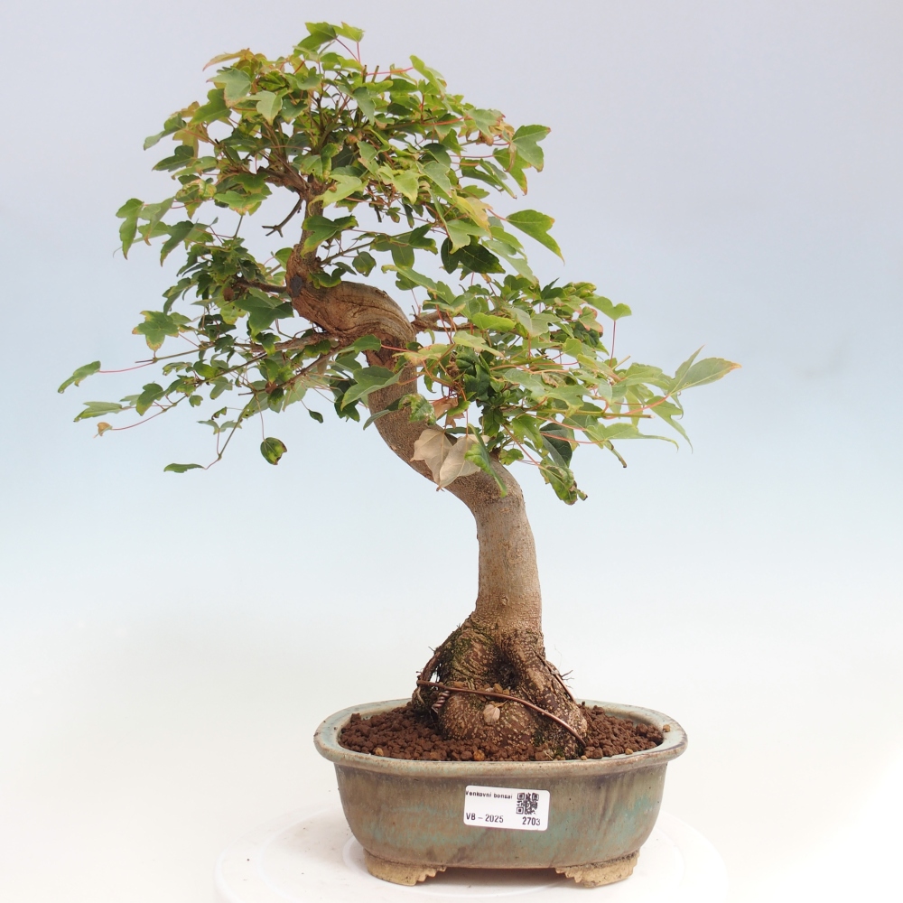 Bonsai da esterno - Acer Buergerianum - Acero di Burger