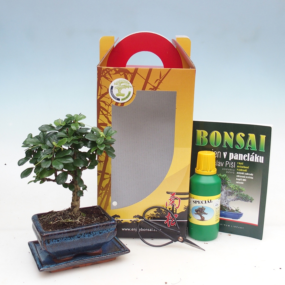 Bonsai da camera in confezione regalo Carmona microphylla - Tea fuki