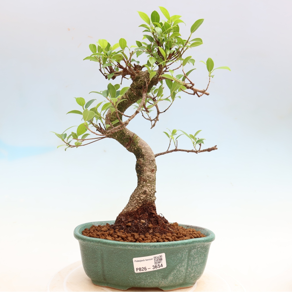 Camera bonsai - Ficus kimmen - ficus a foglie piccole