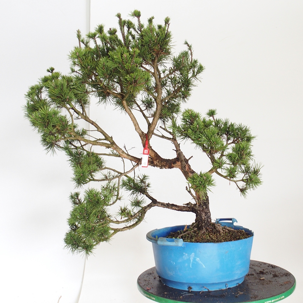 Yamadori - Pinus sylvestris Spagna