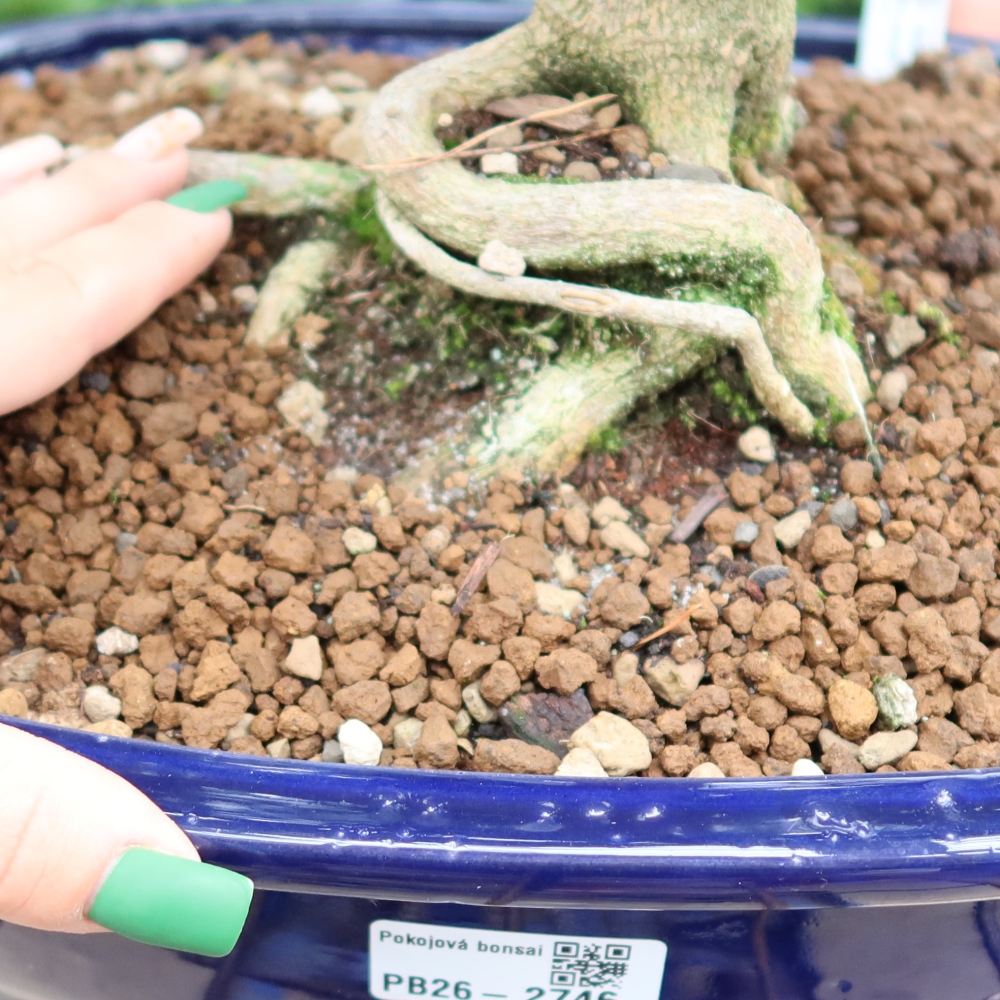 Camera bonsai - Zantoxylum piperitum - albero del pepe