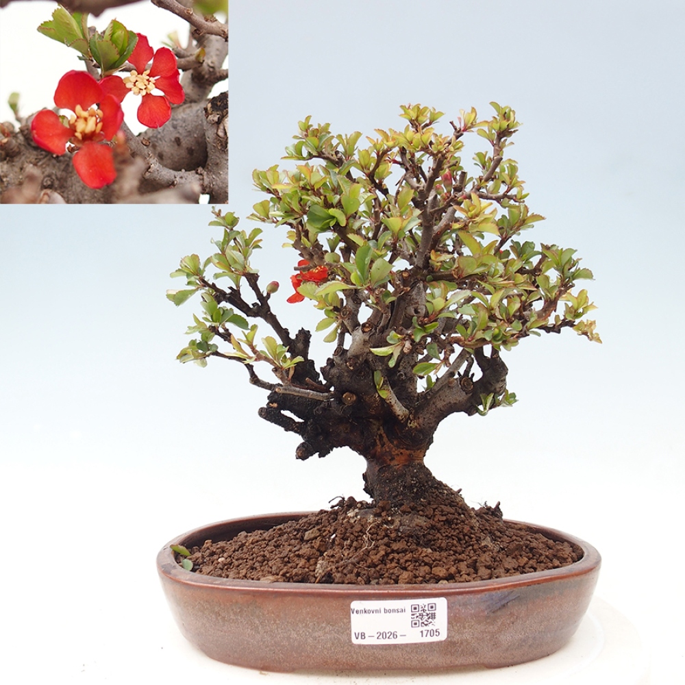 Bonsai da esterno - Chaneomeles speciosa - Cotogno
