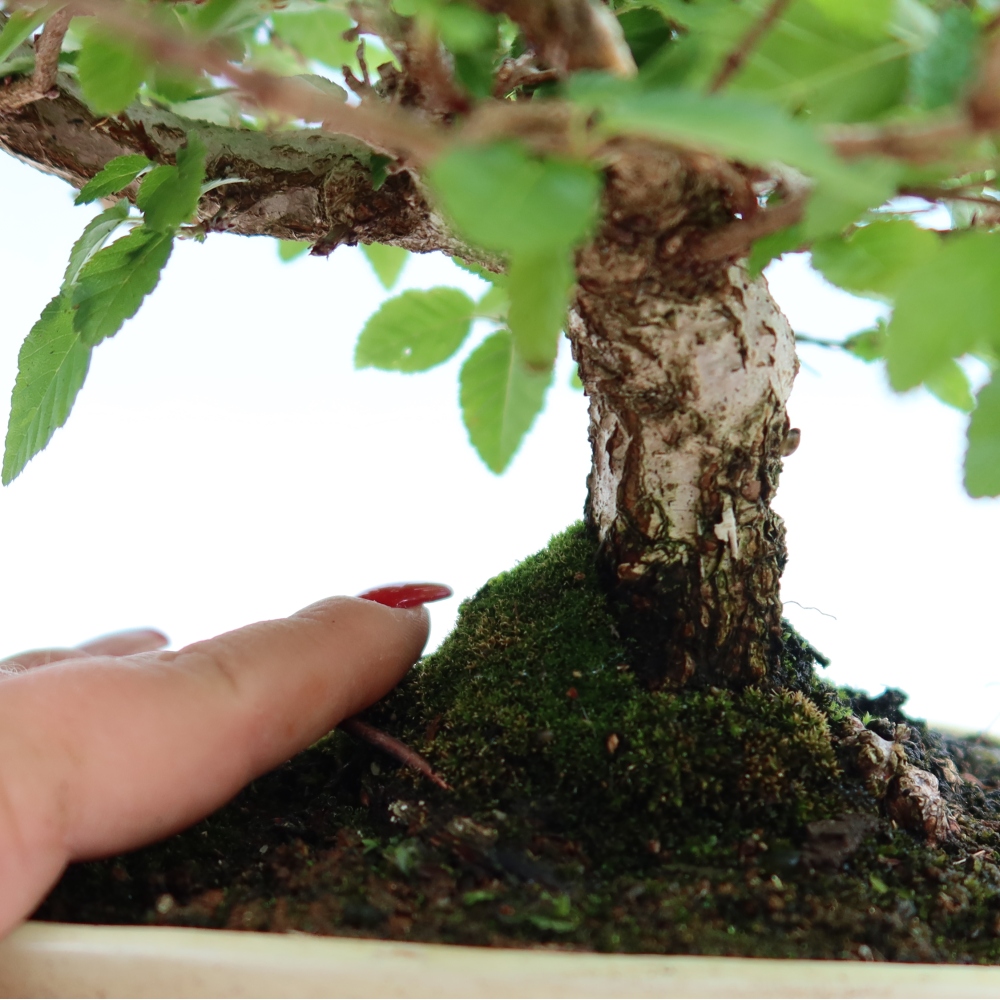 Bonsai da esterno -Carpinus Coreana - Carpino coreano