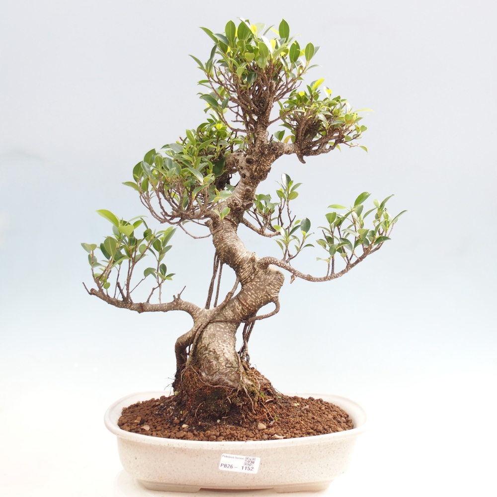 Camera bonsai - Ficus kimmen - ficus a foglie piccole