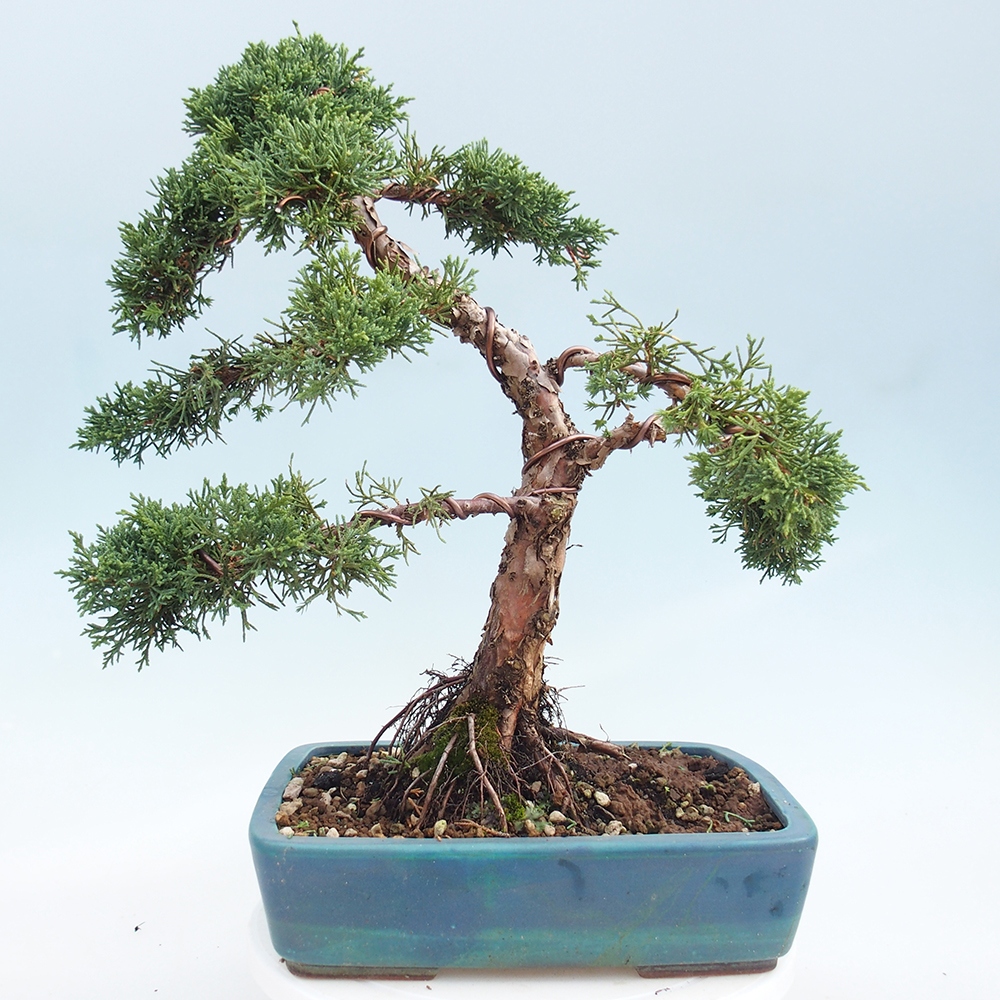 Bonsai da esterno - Juniperus chinensis Kishu